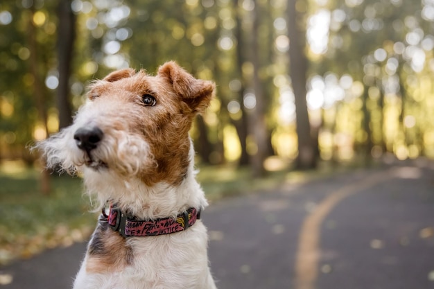 Un chien avec un collier qui dit "fox terrier" dessus