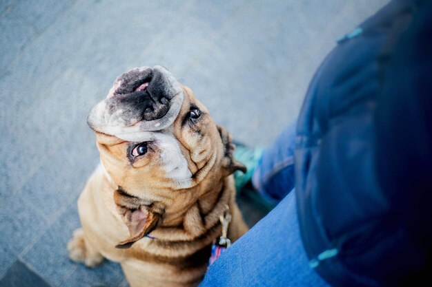 Un chien avec un collier