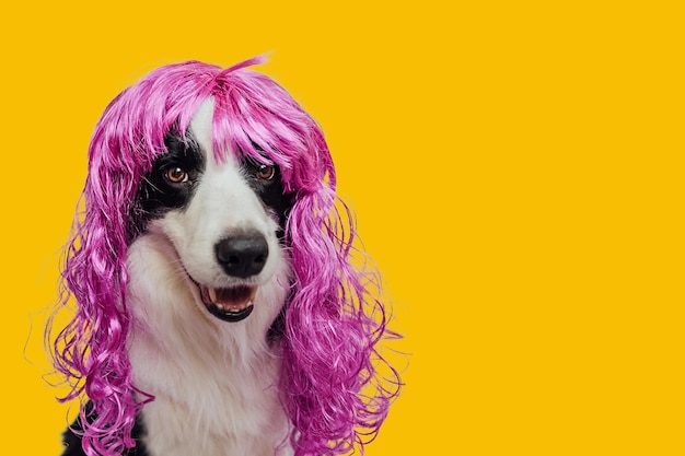 Chien de compagnie border collie portant une perruque lilas bouclée colorée isolée sur fond jaune chiot drôle dans