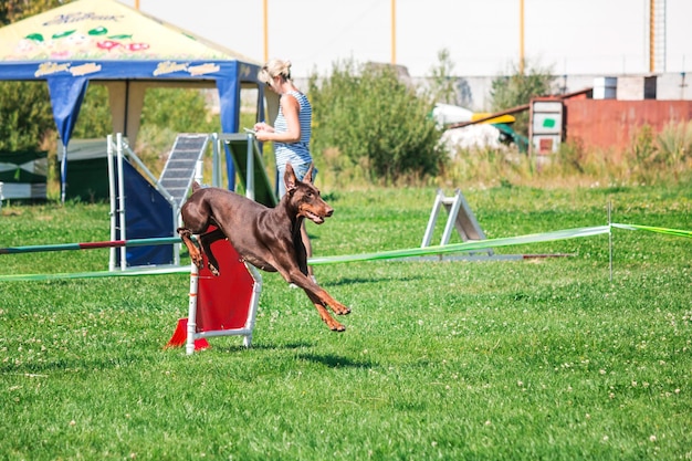 Chien en compétition d'agilité mis en place dans un parc herbeux vert