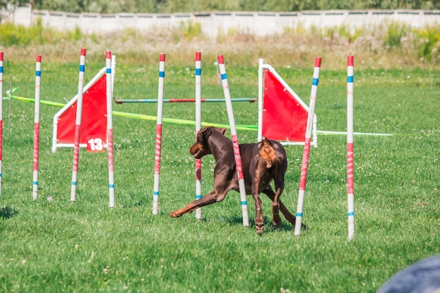 Chien en compétition d'agilité mis en place dans un parc herbeux vert