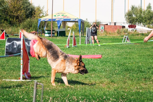 Chien en compétition d'agilité mis en place dans un parc herbeux vert