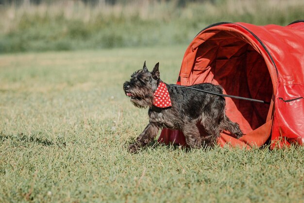 Chien en compétition d'agilité mis en place dans un parc herbeux vert