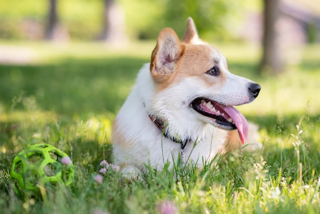 Chien Corgi allongé sur la pelouse avec un ballon pendant la journée