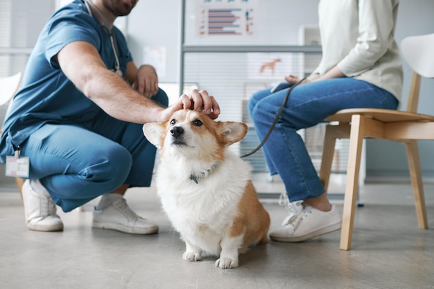 Chien corgi appréciant le câlin d'un médecin vétérinaire assis sur des squats devant le propriétaire de l'animal