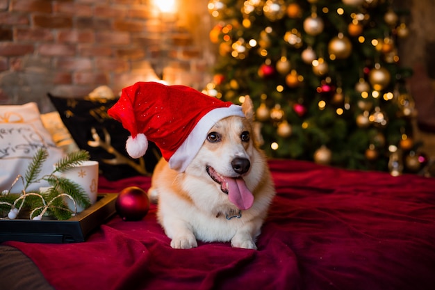 Chien Corgi en bonnet de noel allongé sur le lit à la maison