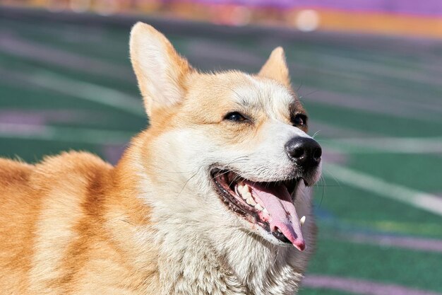 Chien corgi avec la bouche ouverte et la langue rose saillante