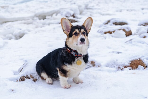 Chien Corgi sur des buttes de glace près de la mer