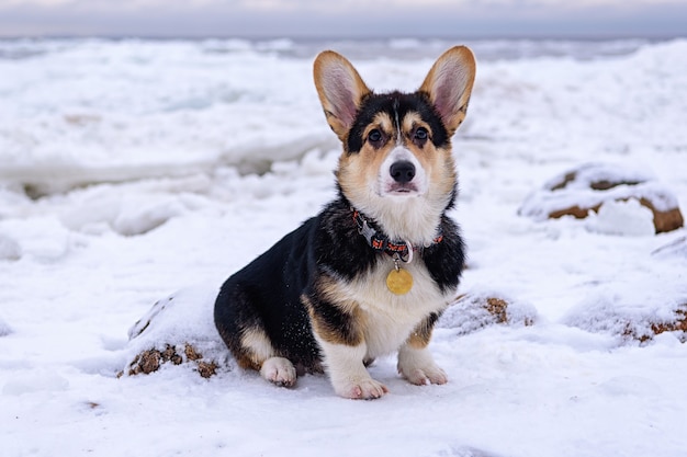 Chien Corgi sur des buttes de glace près de la mer