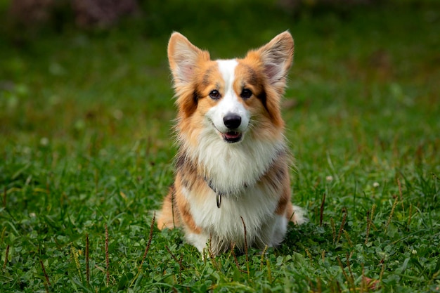 Chien Corgi sur un champ vert. Fermer..