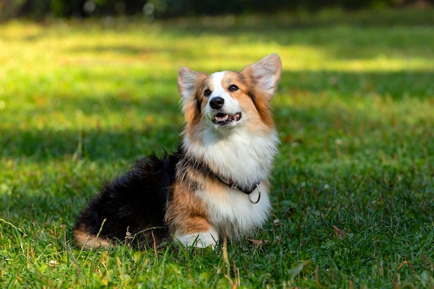 Chien Corgi sur un champ vert. Fermer.