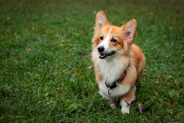 Chien Corgi sur un champ vert. Fermer.