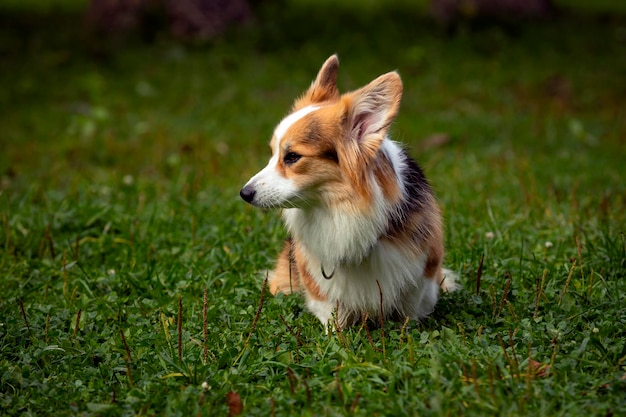 Chien Corgi sur un champ vert. Fermer..