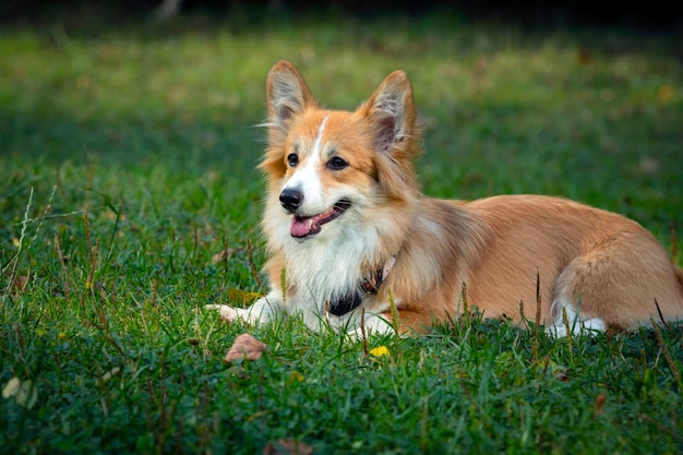 Chien Corgi sur un champ vert. Fermer..