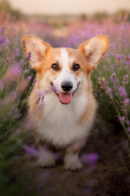 Chien corgi dans un champ de lavande