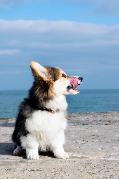 Un chien corgi est assis sur la plage avec sa langue.