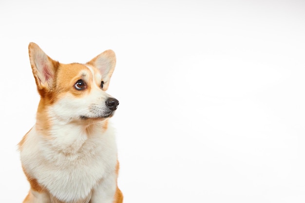 Chien Corgi sur fond blanc