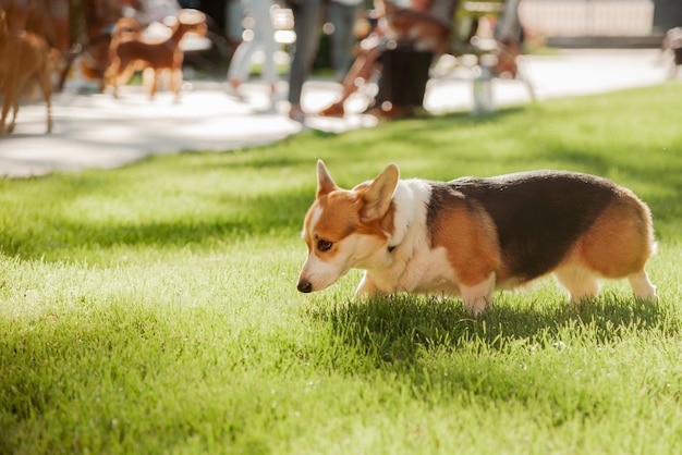Un chien Corgi sur fond d'herbe verte par une journée ensoleillée dans le parc