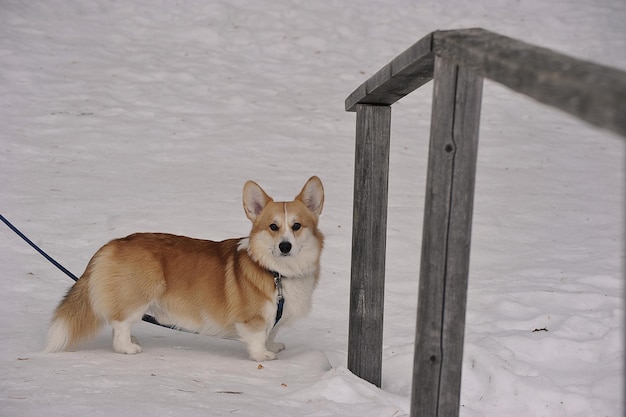 Le chien corgi gallois pembroke est rouge et blanc