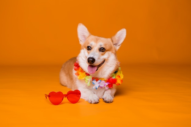 Chien Corgi à lunettes de soleil et perles hawaïennes sur fond jaune