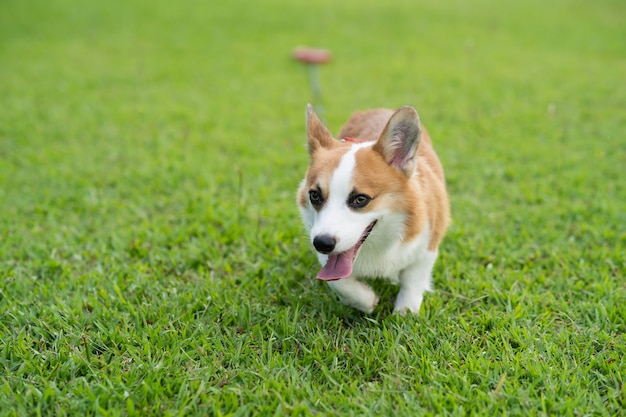 Chien corgi mignon jouant sur la pelouse dans le jardin