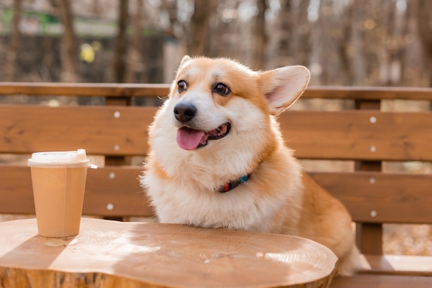 Chien corgi mignon lors d'une promenade en automne dans un café sur la véranda en buvant du café Dog Friendly Cafe