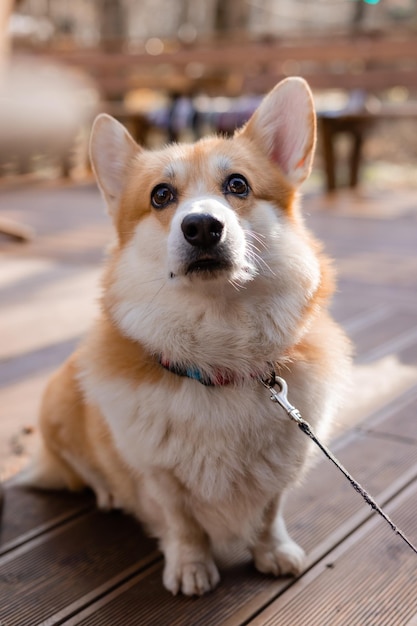 Chien corgi mignon lors d'une promenade en automne dans un café sur la véranda en buvant du café Dog Friendly Cafe