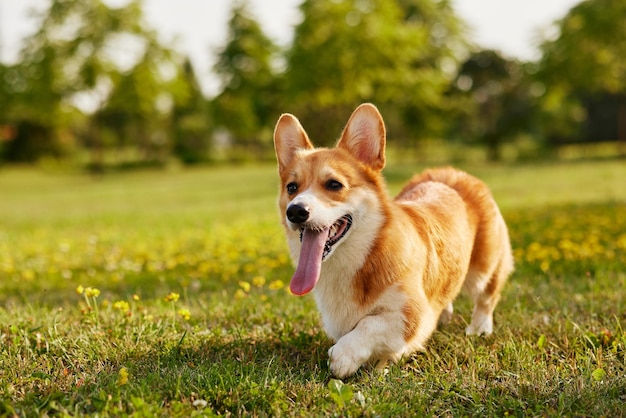 Chien corgi pembroke welsh corgi marchant en plein air dans le parc d'été