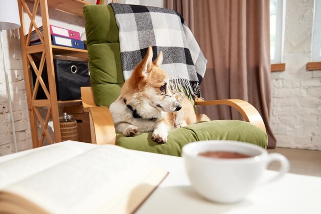 Chien corgi de race pure intelligent en lunettes regardant sur un fauteuil à la table à la maison avec un livre et une tasse de thé