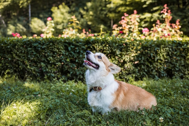 Le chien corgi royal est assis et regarde au loin sur la pelouse du parc. Marcher avec le chien