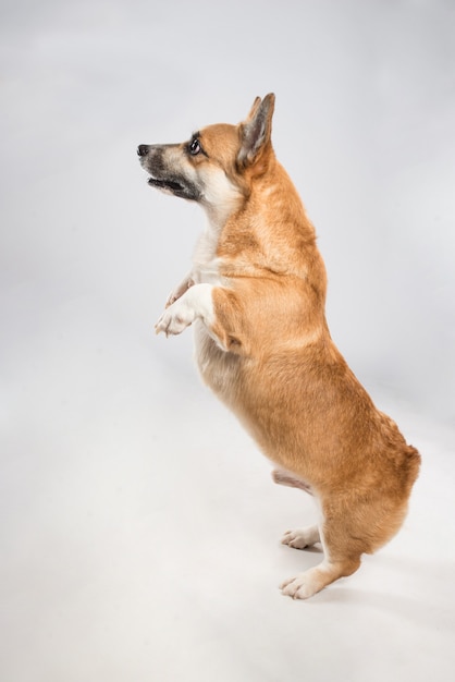 Chien corgie drôle debout sur ses pattes arrière