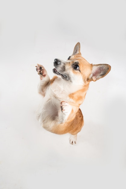 Chien corgie drôle debout sur ses pattes arrière