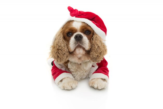 chien avec le costume de père Noël célébrant les vacances de Noël