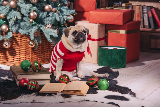 Chien En Costume De Père Noël Est Assis Sous L'arbre De Noël Avec Des Cadeaux Et Livre En Studio