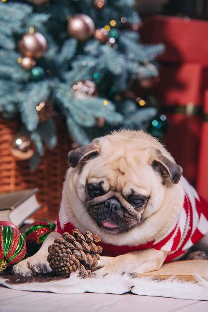 Chien en costume de père Noël est assis sous l'arbre de Noël avec des cadeaux et livre en studio