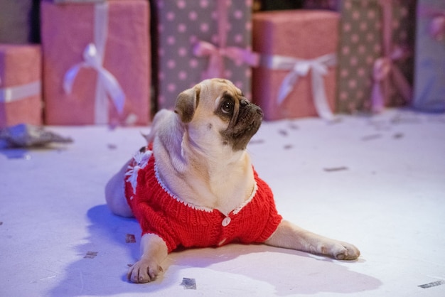 Chien en costume de père Noël est assis sous l'arbre de Noël avec des cadeaux en studio