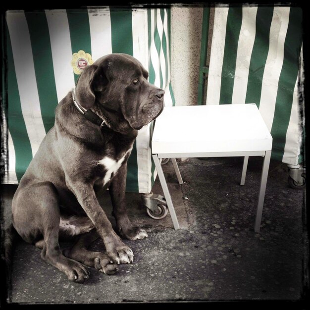 Photo le chien à côté de la table.