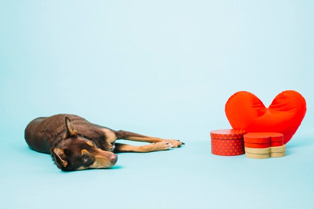 Chien de couchage et concept de l&#39;amour