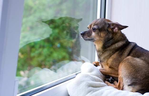 Chien couché sur une couverture près d'une fenêtre