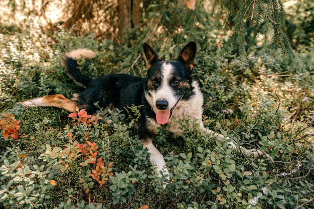 Chien couché dans la forêt