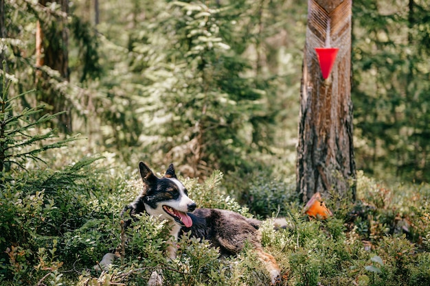 Chien couché dans la forêt