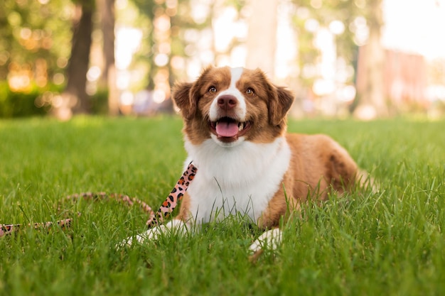 Un chien couché dans l'herbe avec une corde attachée