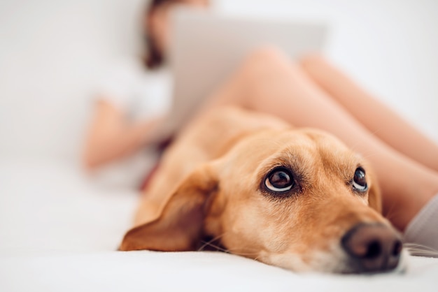 Chien couché dans le lit et levant les yeux