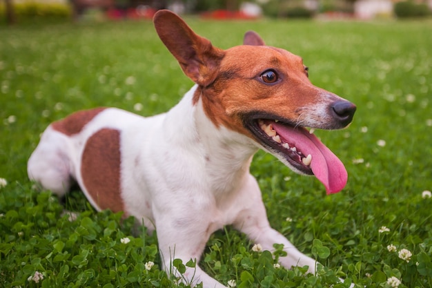 Chien couché sur la pelouse, Jack Russell Terrier