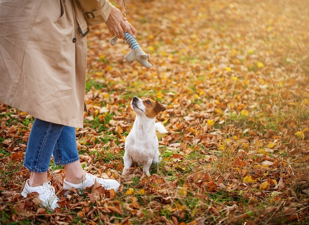 un chien de couleur blanche et rouge se promène dans le parc d'automne avec le propriétaire