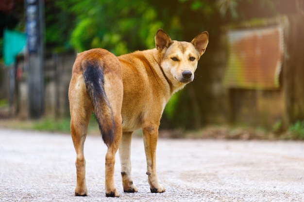 Chien de couleur marron, regarde devant et debout