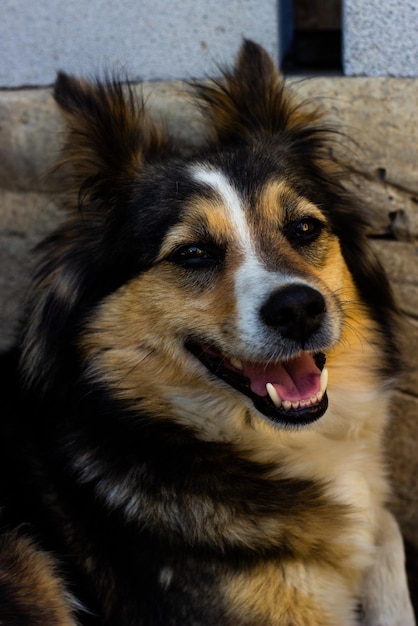 un chien de cour de différentes couleurs a une muselière