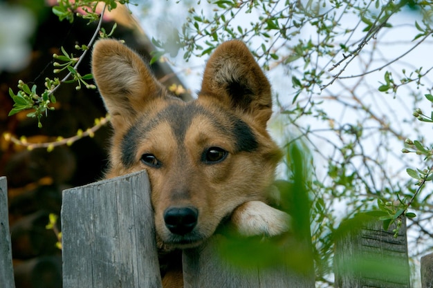 Chien de cour regarde derrière la clôture en bois d'une maison de village Un chien en gros plan se tient sur la clôture avec ses pattes avant sur fond de fleurs de cerisier
