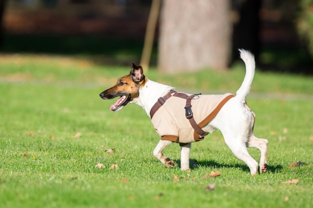 Chien courant sur l&#39;herbe