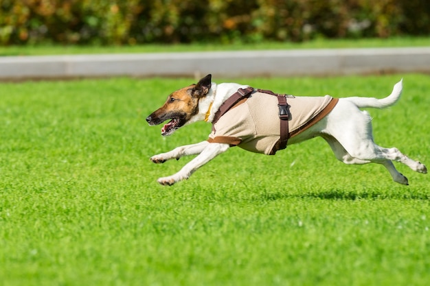 Chien courant sur l&#39;herbe